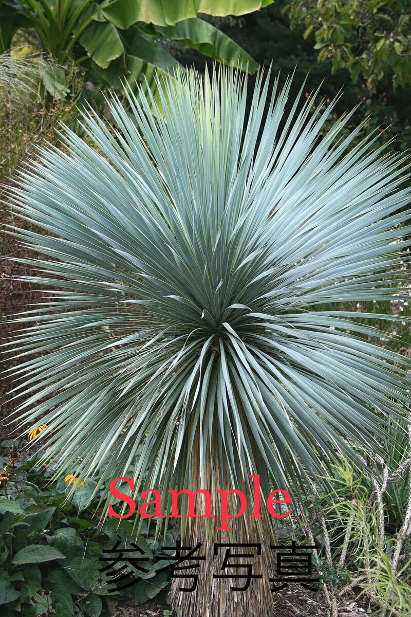ユッカ ロストラータ サファイアスカイズ Yucca rostrata 'Sapphire Skies' Yucca 多肉植物 塊根植物 ユッカロストラータ ユッカ_画像8