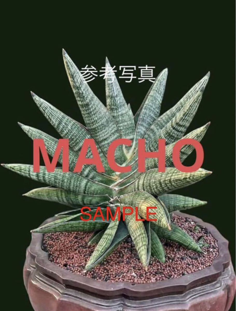 サンスベリア ハイブリッド 'マチョー' SANSEVIERIA NEW HYBRID 'MACHO' レアな サンセベリア 多肉植物 の画像6