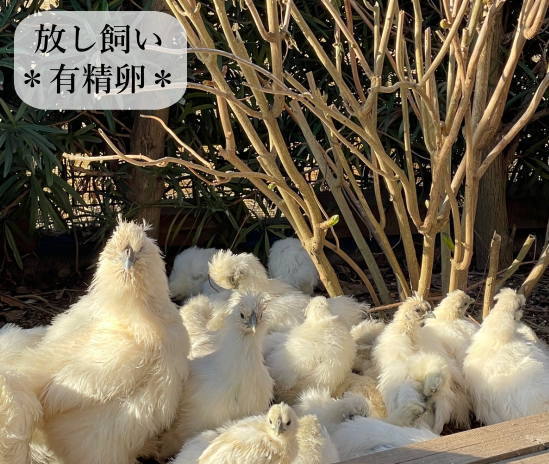 東京烏骨鶏 烏骨鶏 １０個 有精卵 種卵 食用 放し飼い ふわふわ もこもこ 送料無料_画像6