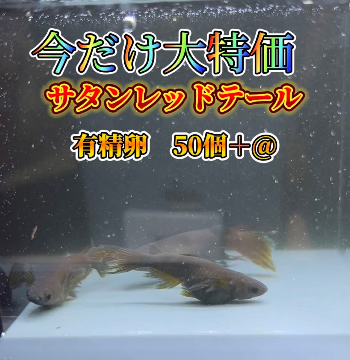 サタンレッドテールメダカ有精卵50個＋@ めだか　光雅メダカ