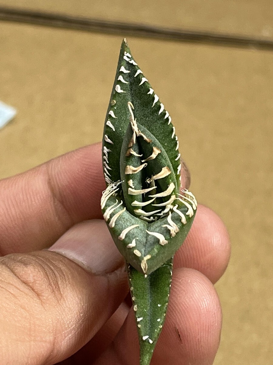 No:A08多肉植物アガベ チタノタ　南アフリカダイヤモンド agave titanota South Africa Diamond SAD_画像5