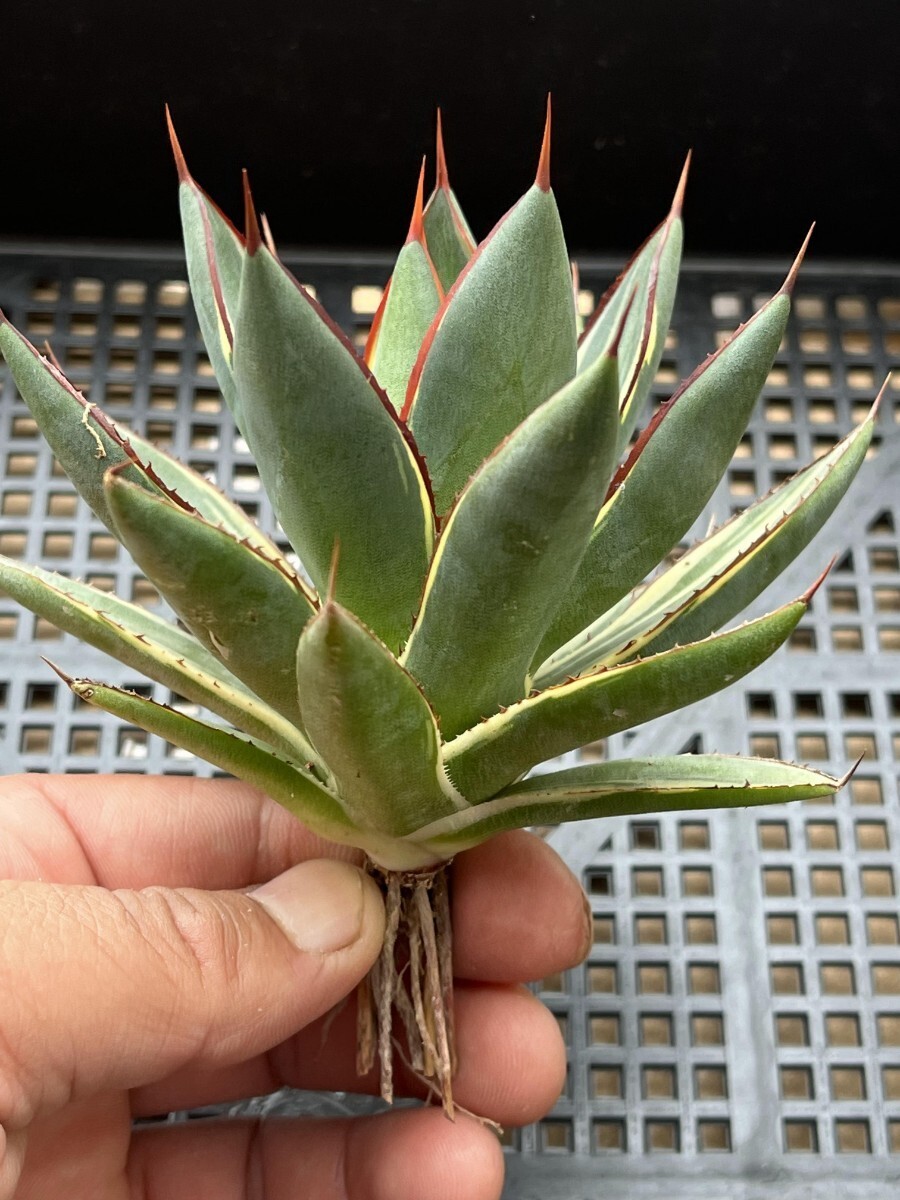 No:A65アガベ 【特選】多肉植物 雷 バーントバーガンディ＊Agave Burnt Burgundy_画像3