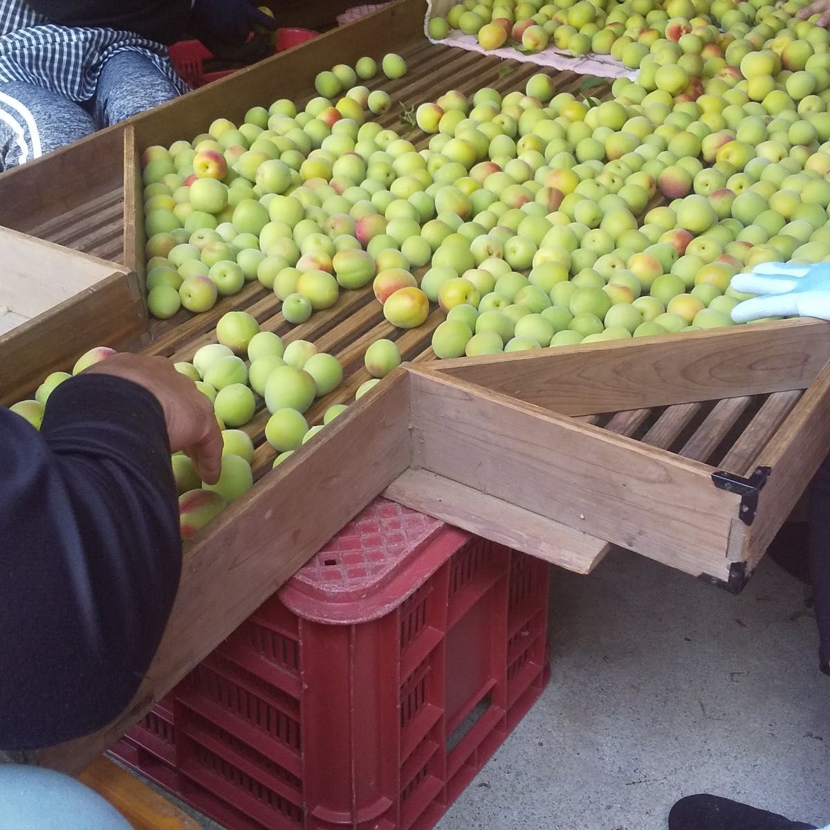 紀州南高梅つぶれ梅しそ味1kg