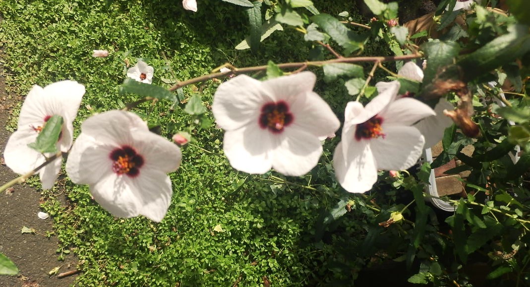 高砂芙蓉　5本1０ｃｍ苗　春から秋まで咲く　タカサゴフヨウ、._画像1