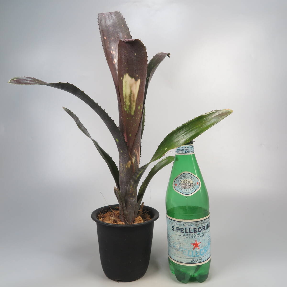 ビルベルギア ☆ Billbergia Black Pearl ★ タンクブロメリアの画像7