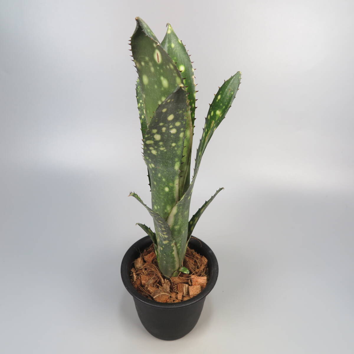 ブロメリア・エアープランツ Billbergia Kolan Blushing Moon Yahoo!オークション - ビルベルギア Billbergia Kolan Blushing