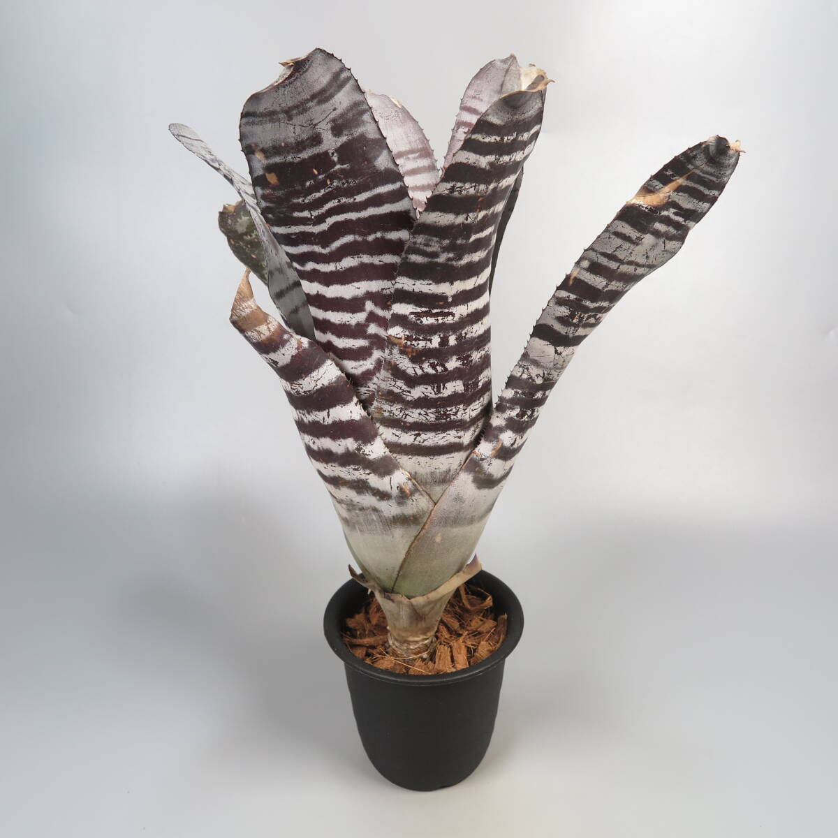 2. エクメア ☆ Aechmea chantinii Black Ice seedling ★ タンクブロメリアの画像3