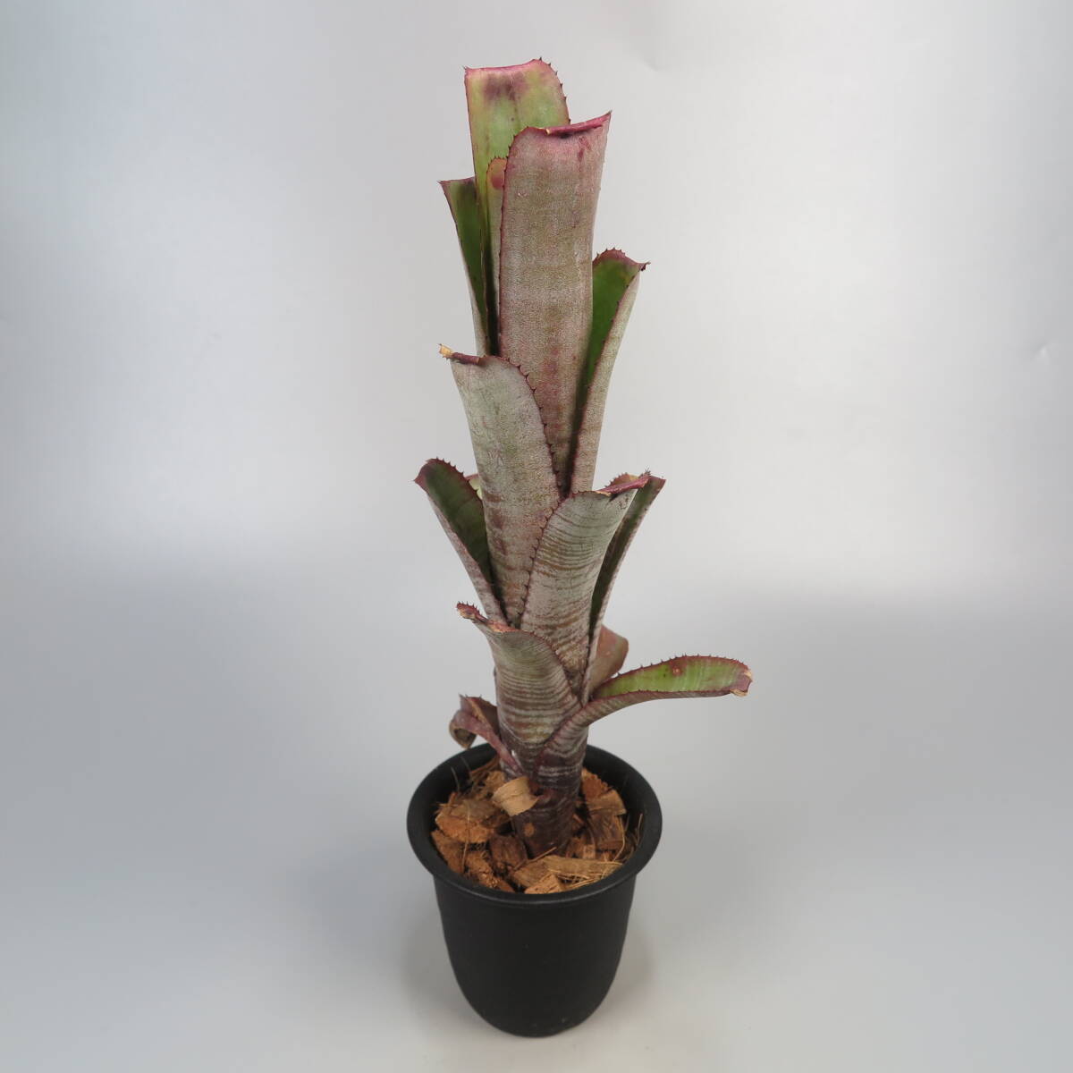 ekmea* Aechmea nudicaulis Cranberry Frost * tanker brome rear 