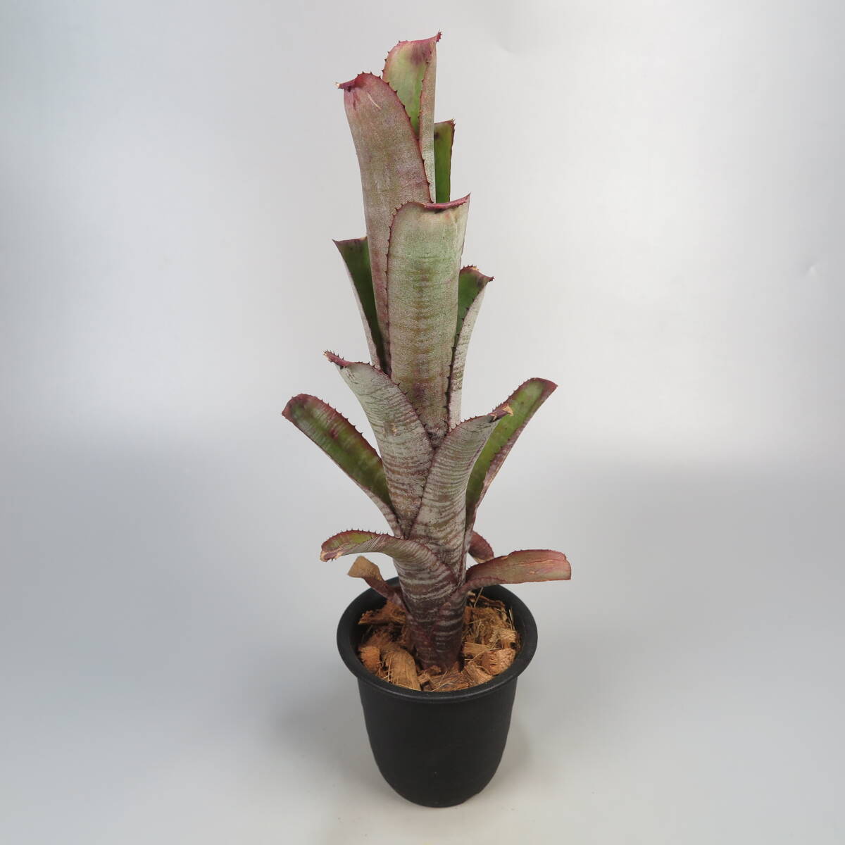 ekmea* Aechmea nudicaulis Cranberry Frost * tanker brome rear 