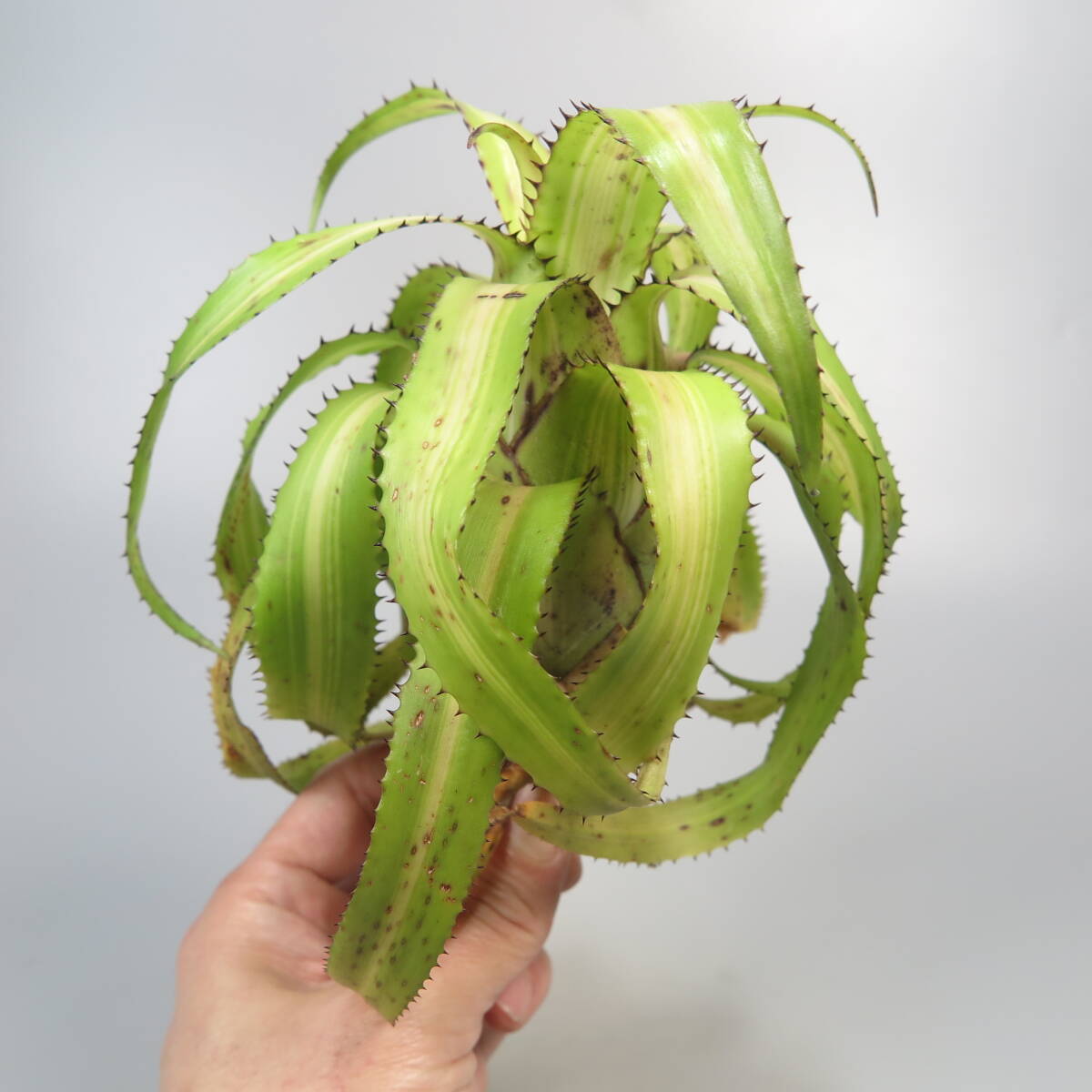 1. Neo rege rear * Hylaeaicum pendulum (Neoregelia pendula) variegata * tanker brome rear 