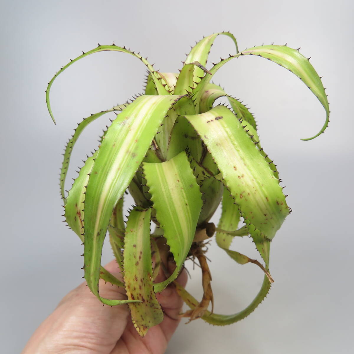 1. Neo rege rear * Hylaeaicum pendulum (Neoregelia pendula) variegata * tanker brome rear 