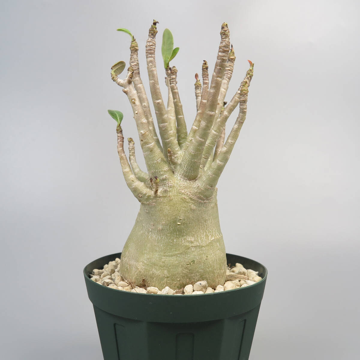 6. アデニウム ☆ Adenium Thai Obesum ★ 塊根植物 コーデックス_画像1