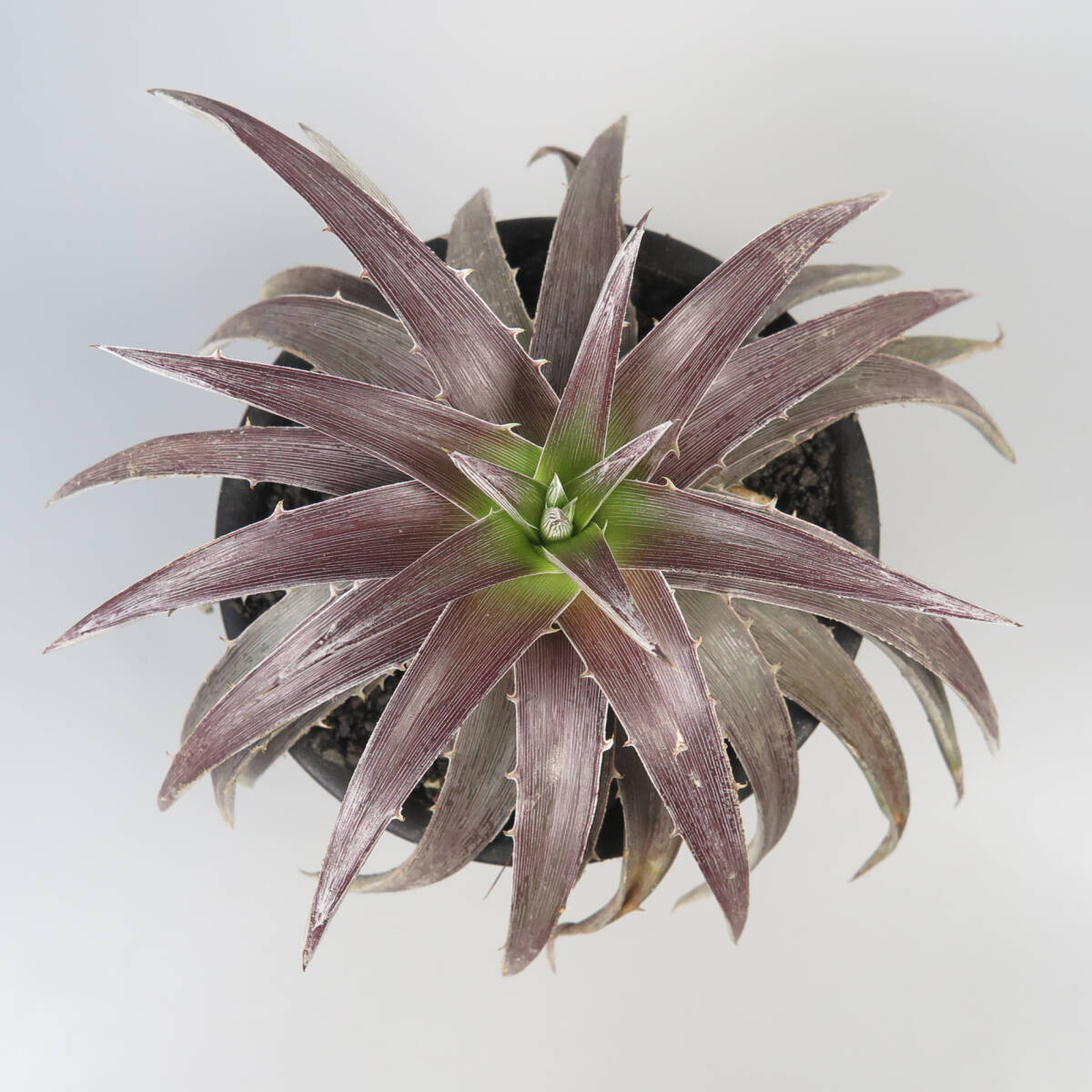 1. ディッキア ★ Dyckia Kazaguruma Bromeliad Cultivar Register (15786)_画像1