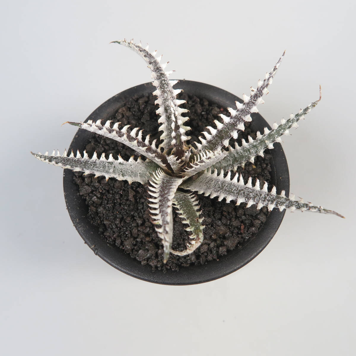 3. ディッキア ★ Dyckia Big Brother Bromeliad Cultivar Register (11464)_画像4