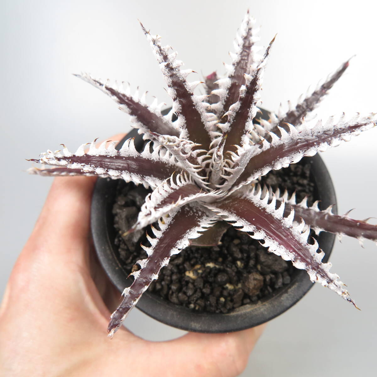 7. ディッキア ★ Dyckia Dyckia Jaws x (Squid x dawsonii) #PSE29 lithium* Hybrid_画像5