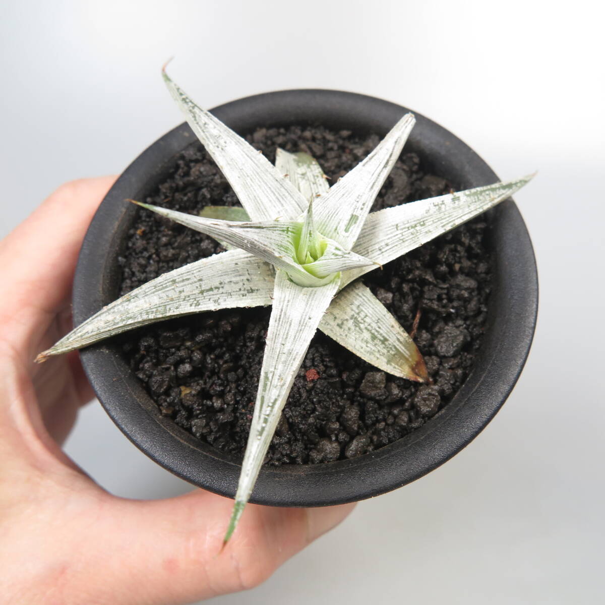 8.ti Kia * Dyckia species macedoi