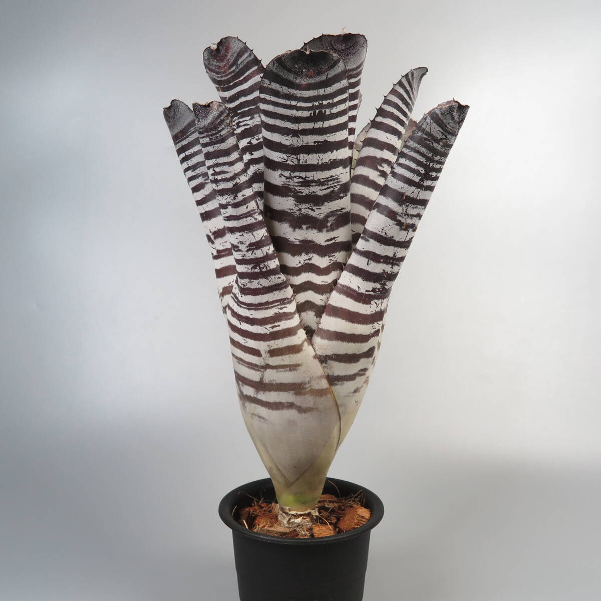 ekmea* Aechmea chantinii Black Ice seedling * tanker brome rear 