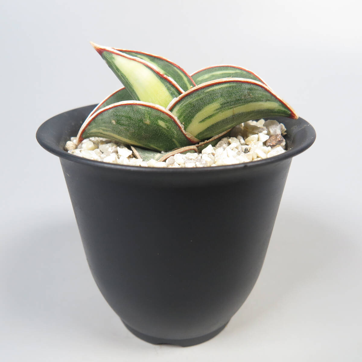 1. サンセベリア ☆ Sansevieria rorida variegata ★ サンスベリア_画像1