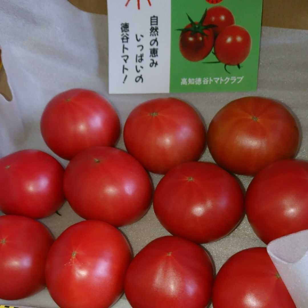 高知県産 徳谷トマト フルーツトマト 送料無料 約1kg