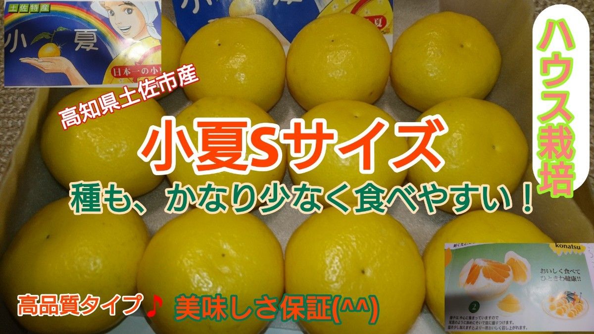 高知県宿毛産 ハウス小夏 Sサイズ 12個入り 送料無料