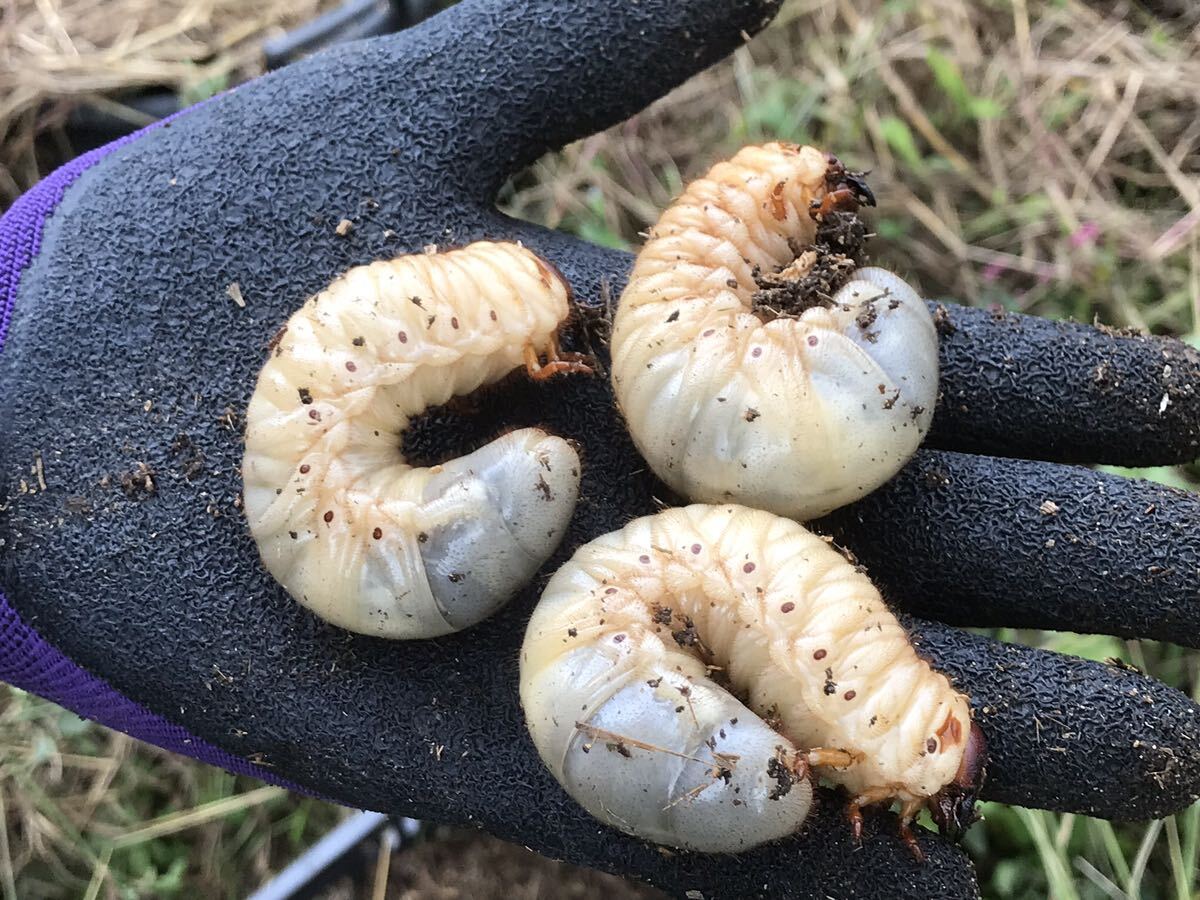 55匹★宮城県産カブトムシ幼虫 今季最終の画像2