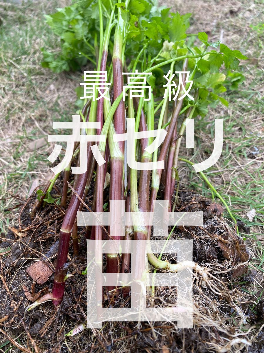販売再開　山菜のキング！貴重な赤セリ 　2年生苗　今が植えどき！　１５苗