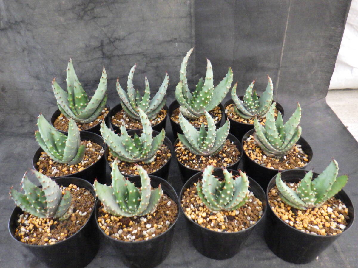 13 アロエ クロウジアナ Aloe aculeata var.crousiana 3.5号鉢植え 12鉢セットの画像1