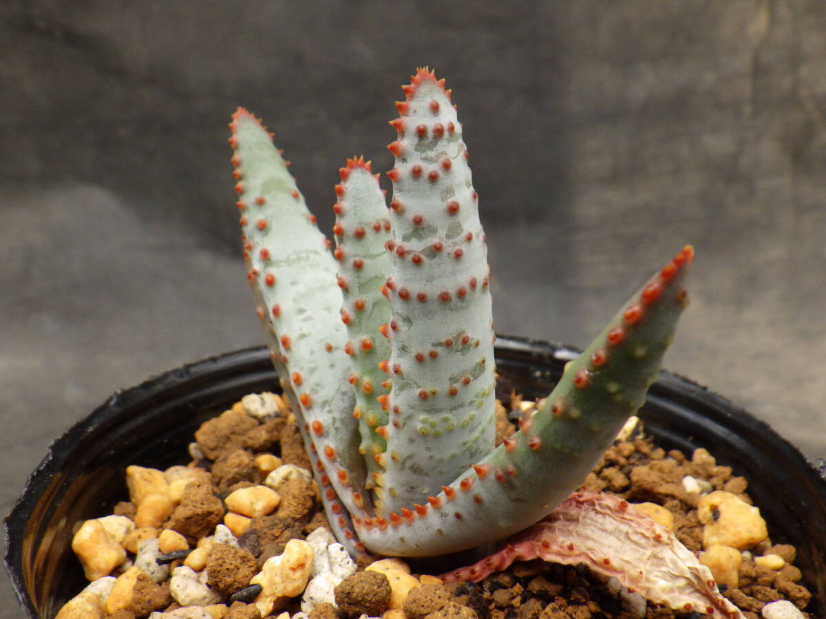 2　アロエ　コンプレッサ　シストフィラ　3号ポリポット植え　Aloe compressa var.schistophila_画像2