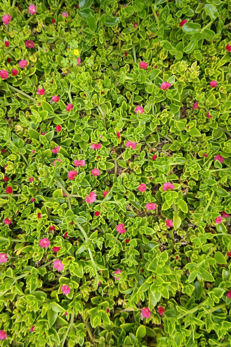 ★ベビーサンローズ★多肉植物　カット苗１０本　観葉植物_ご参考：我が家のベビーサンローズ