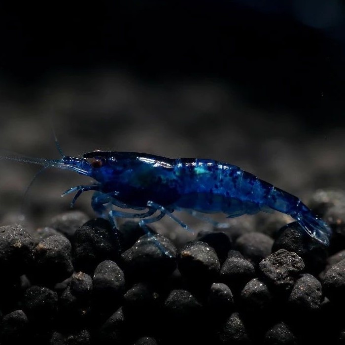 **. tail ..** dark blue Cherry shrimp 30 pcs 
