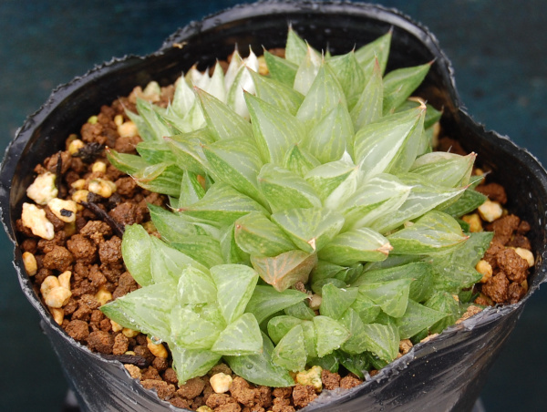 多肉植物　ハオルチア　氷砂糖_画像3