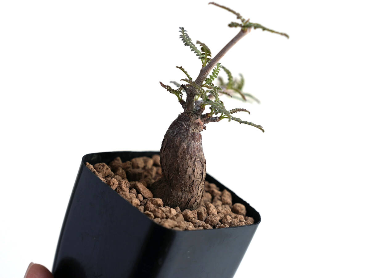 The BONSAI ● 盆栽仕立 オペルクリカリア ヒファエノイデス Operculicarya hyphaenoides 根挿/ パキプス オベサ グラキリス botanize toky_画像2