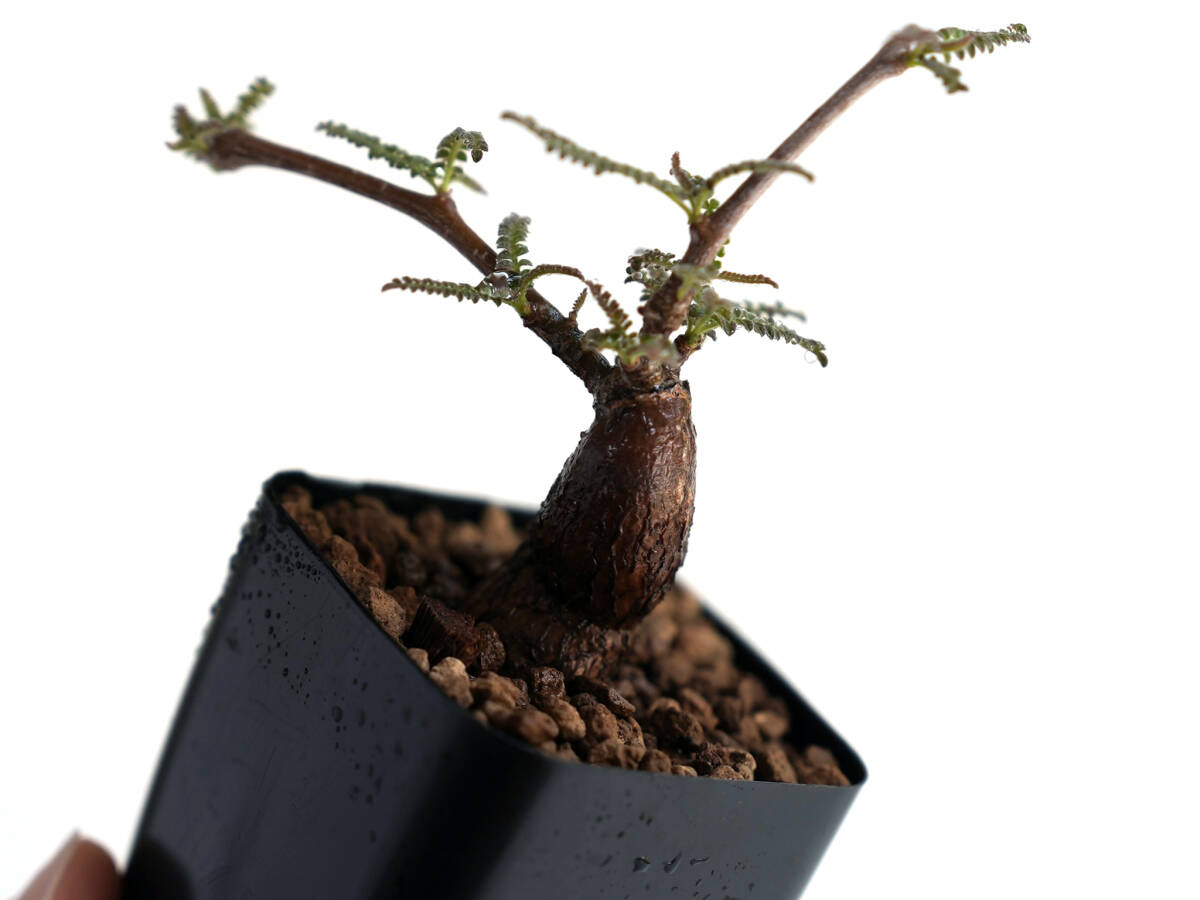 The BONSAI ● 盆栽仕立 オペルクリカリア ヒファエノイデス Operculicarya hyphaenoides 根挿/ パキプス オベサ グラキリス botanize toky_画像8