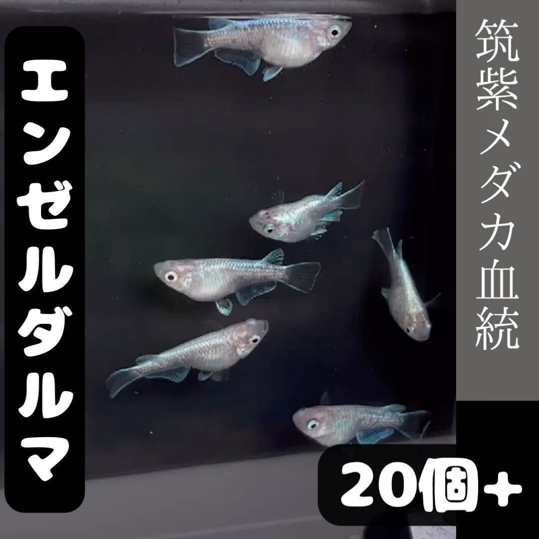 エンゼル　ダルマ　ヒレ光　有精卵20個+α 筑紫めだか血統　 _画像3