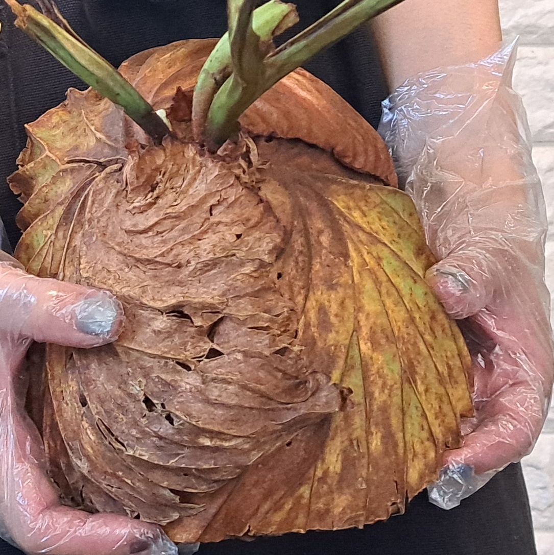 *4/27 import *108L staghorn fern plant *Platycerium ridleyi ( pra tikeliumlido Ray )Center Borneo Wild/. angle . tooth 