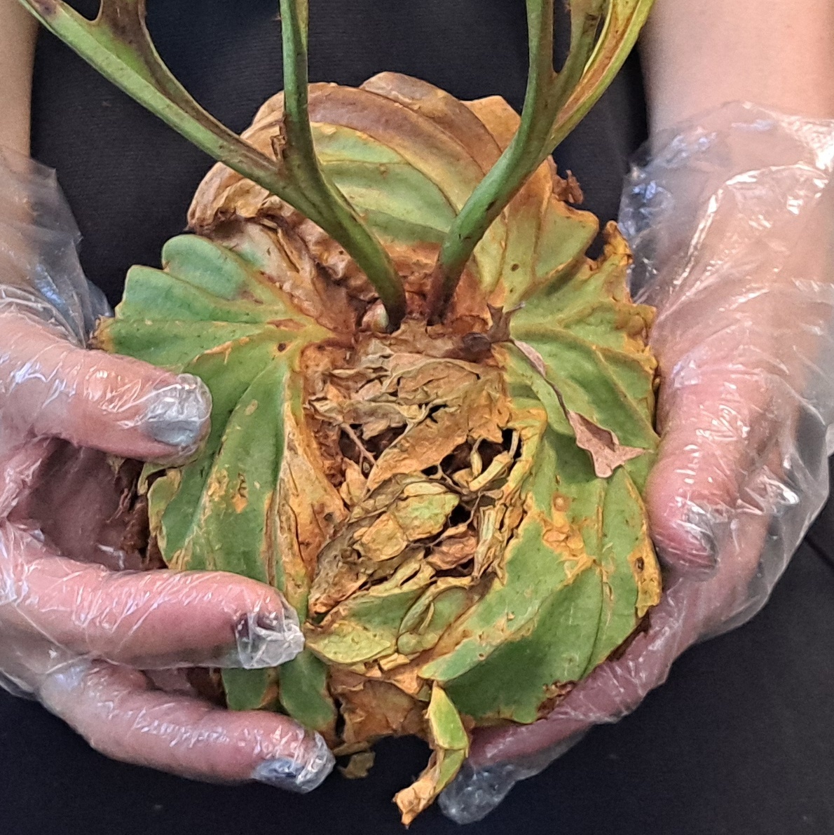 *4/27 import *117+ staghorn fern plant *Platycerium ridleyi ( pra tikeliumlido Ray )Center Borneo Wild/. angle . tooth 