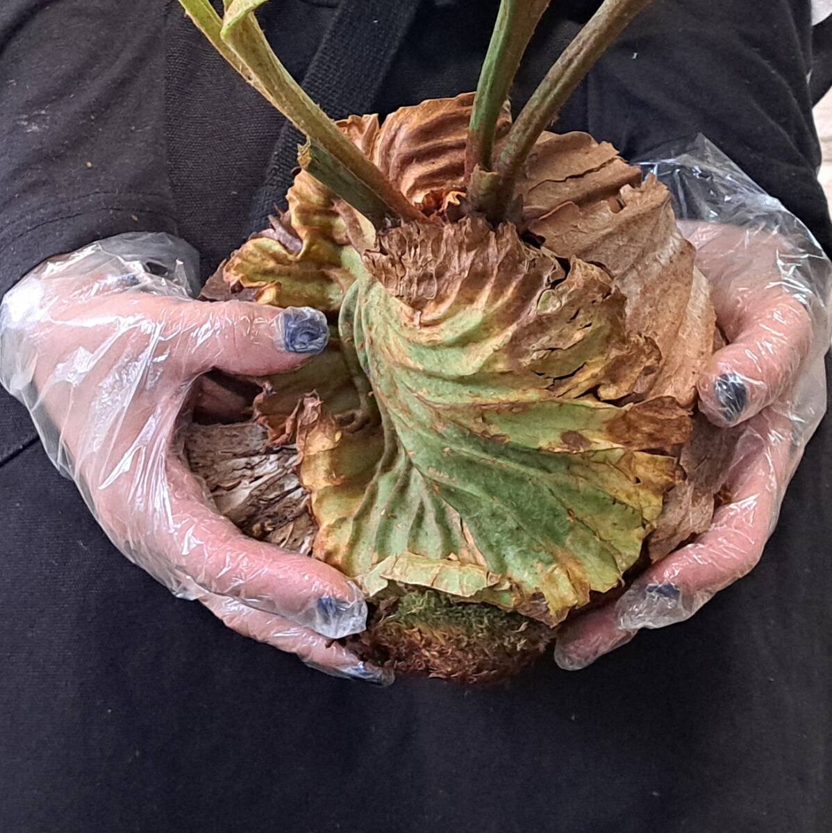 *4/27 import *24L staghorn fern plant *Platycerium ridleyi ( pra tikeliumlido Ray )Center Borneo Wild/. angle . tooth 