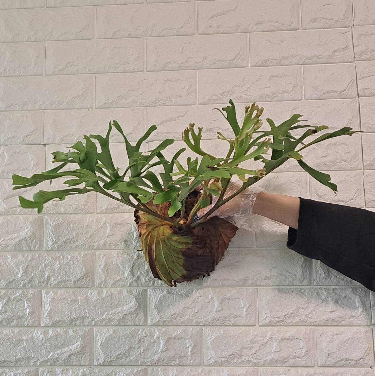 *4/27 import *36L staghorn fern plant *Platycerium ridleyi ( pra tikeliumlido Ray )Center Borneo Wild/. angle . tooth 