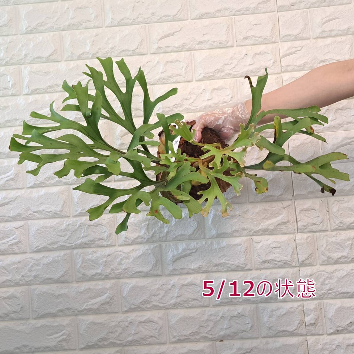 *4/27 import *36L staghorn fern plant *Platycerium ridleyi ( pra tikeliumlido Ray )Center Borneo Wild/. angle . tooth 