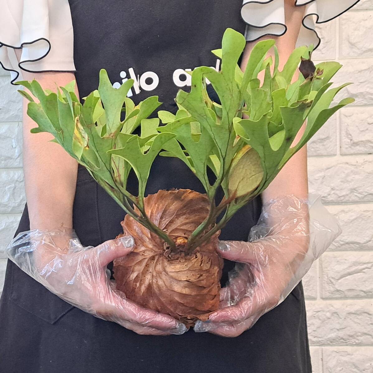 *4/27 import *115 staghorn fern plant *Platycerium ridleyi ( pra tikeliumlido Ray )Center Borneo Wild/. angle . tooth 