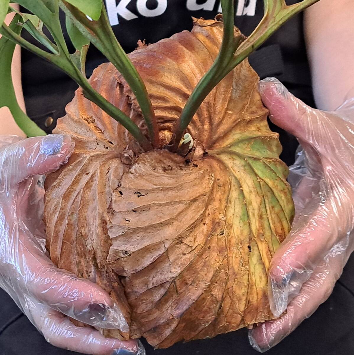 *4/27 import *15+ staghorn fern plant *Platycerium ridleyi ( pra tikeliumlido Ray )Center Borneo Wild/. angle . tooth 