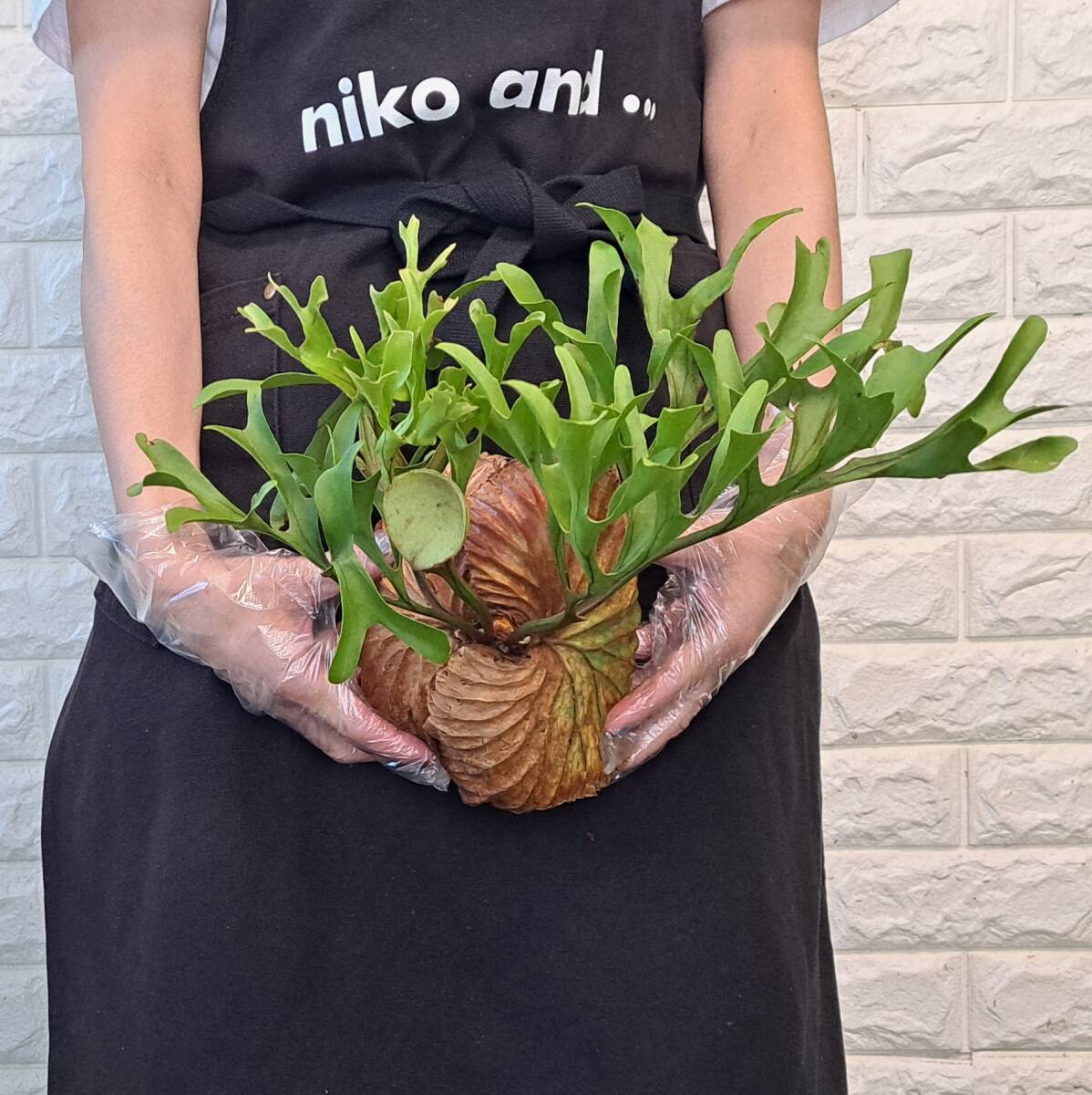 *4/27 import *15+ staghorn fern plant *Platycerium ridleyi ( pra tikeliumlido Ray )Center Borneo Wild/. angle . tooth 