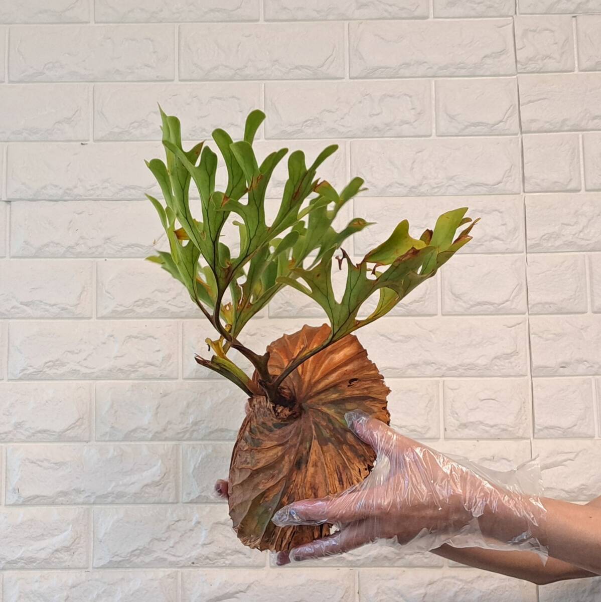*4/27 import *23L staghorn fern plant *Platycerium ridleyi ( pra tikeliumlido Ray )Center Borneo Wild/. angle . tooth 