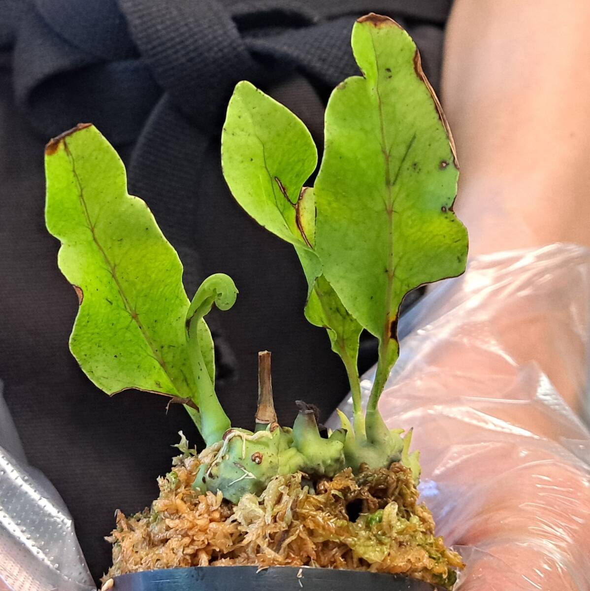 ☆新芽展開中☆40 レカノプテリス 植物☆Lecanopteris balgooyi(レカノプテリス・バルゴイ)North Sulawesi/アリ植物　_画像1