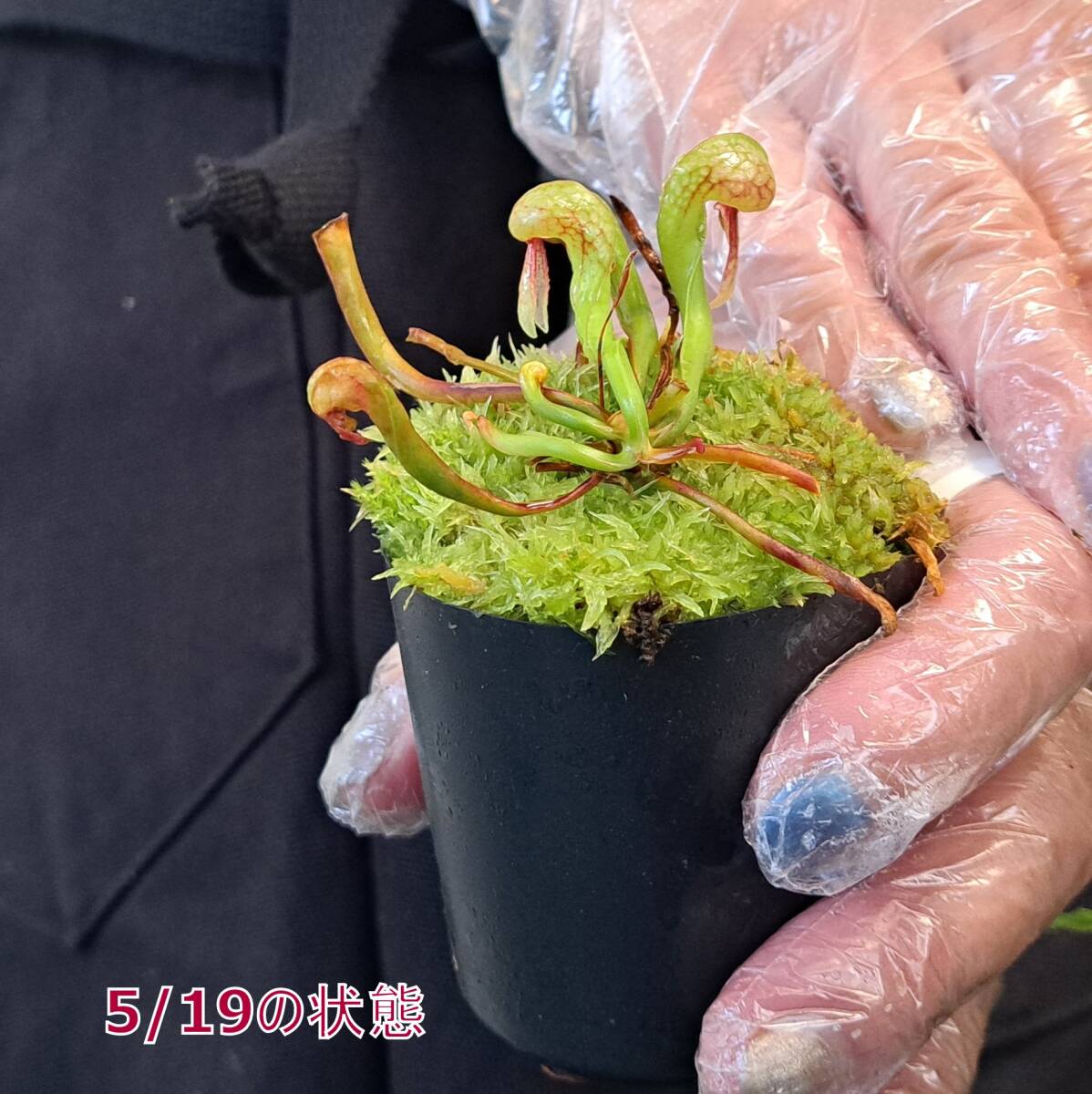 ☆1円スタート☆46 ダーリングトニア 植物☆Darlingtonia californica(ダーリングトニア・カリフォルニカ)/観葉植物/食虫植_画像8