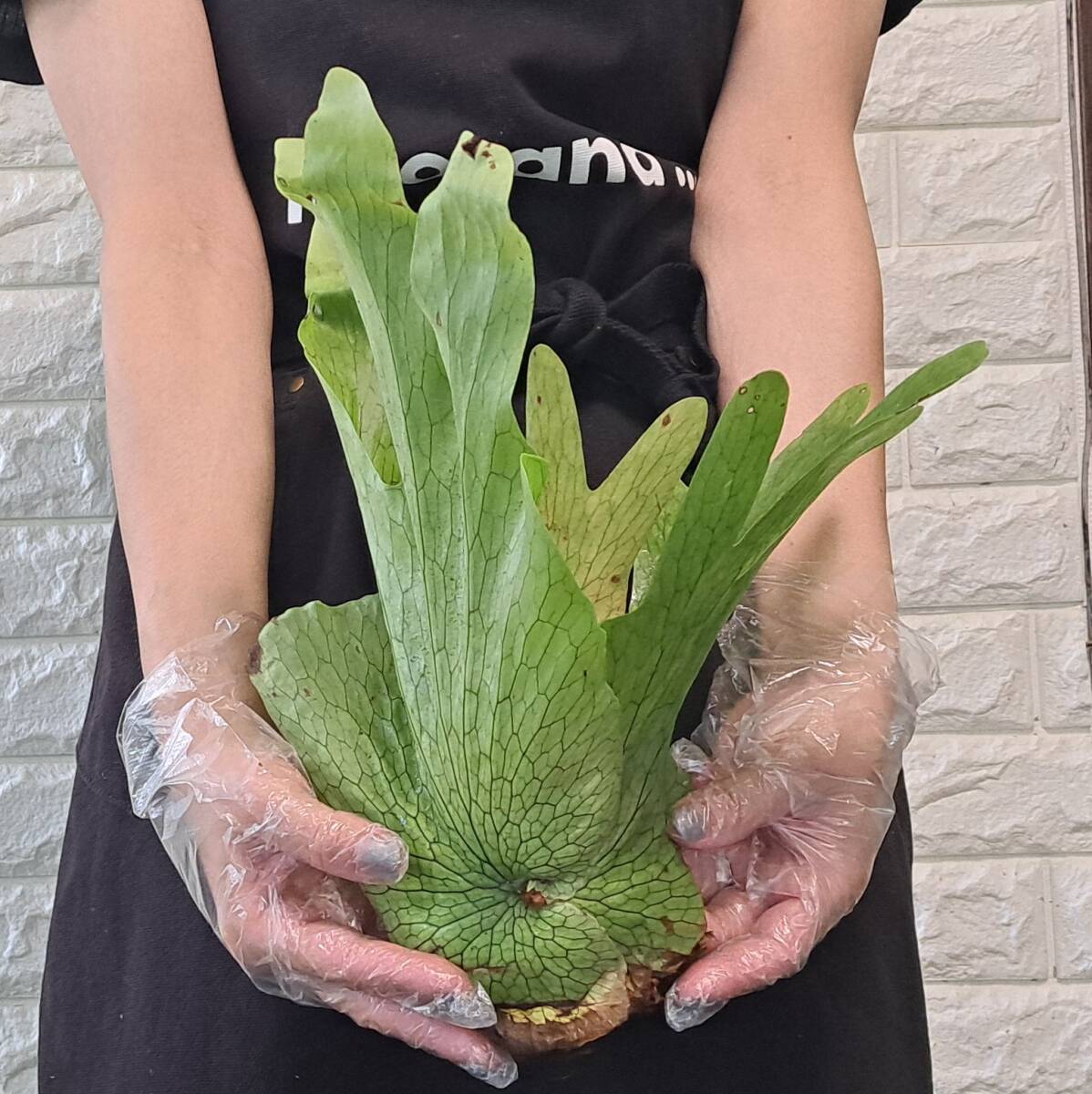 * import immediately after *125L staghorn fern plant *Platycerium wandae ( pra tikelium one dae)Papua Wild/. angle . tooth 