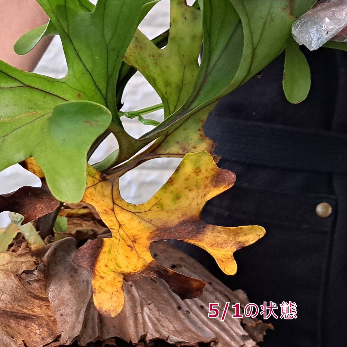 *4/5 import *102L staghorn fern plant *Platycerium ridleyi ( pra tikeliumlido Ray )Center Borneo Wild/. angle . tooth 