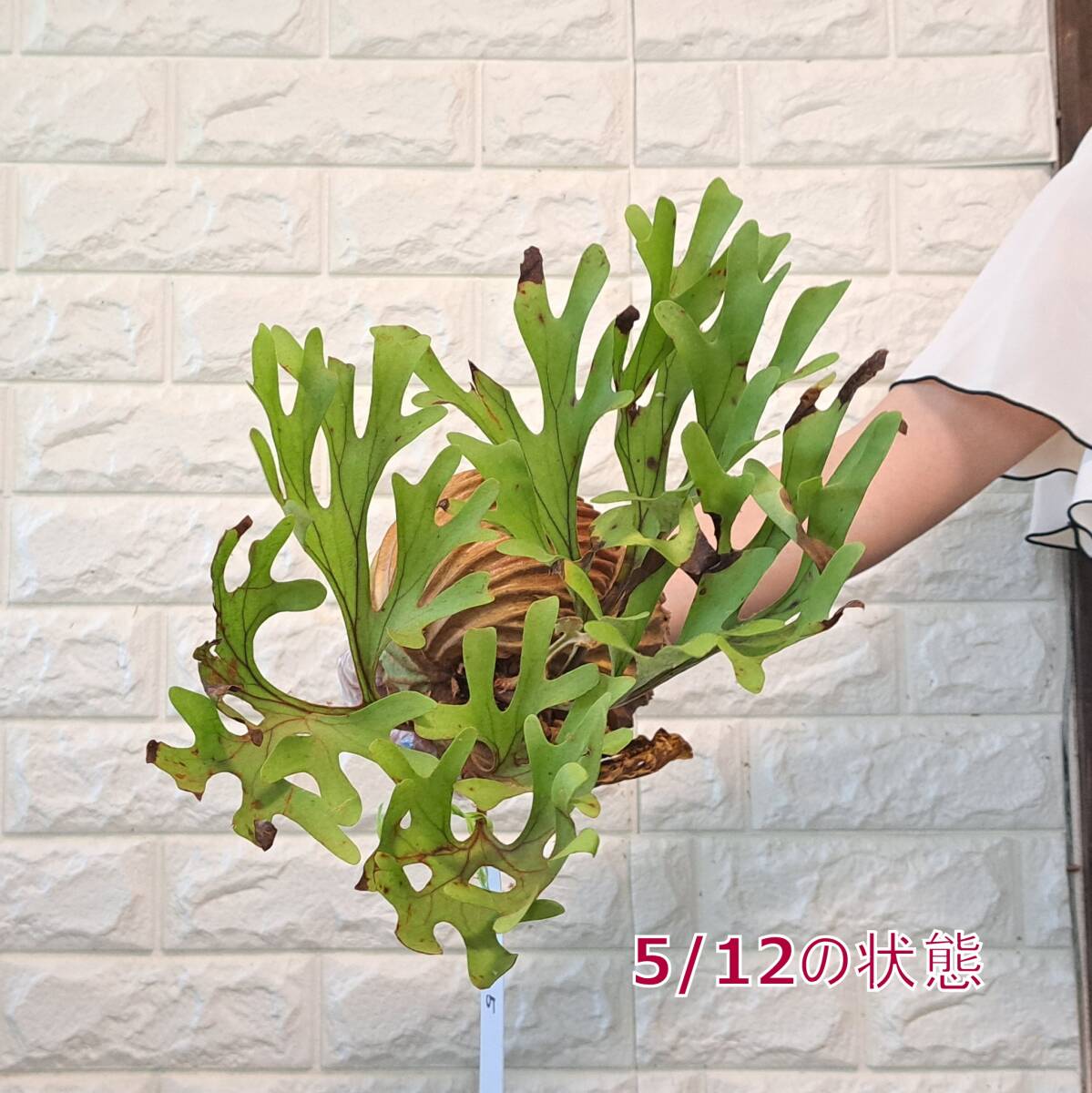 *4/27 import *05 staghorn fern plant *Platycerium ridleyi ( pra tikeliumlido Ray )Center Borneo Wild/. angle . tooth 