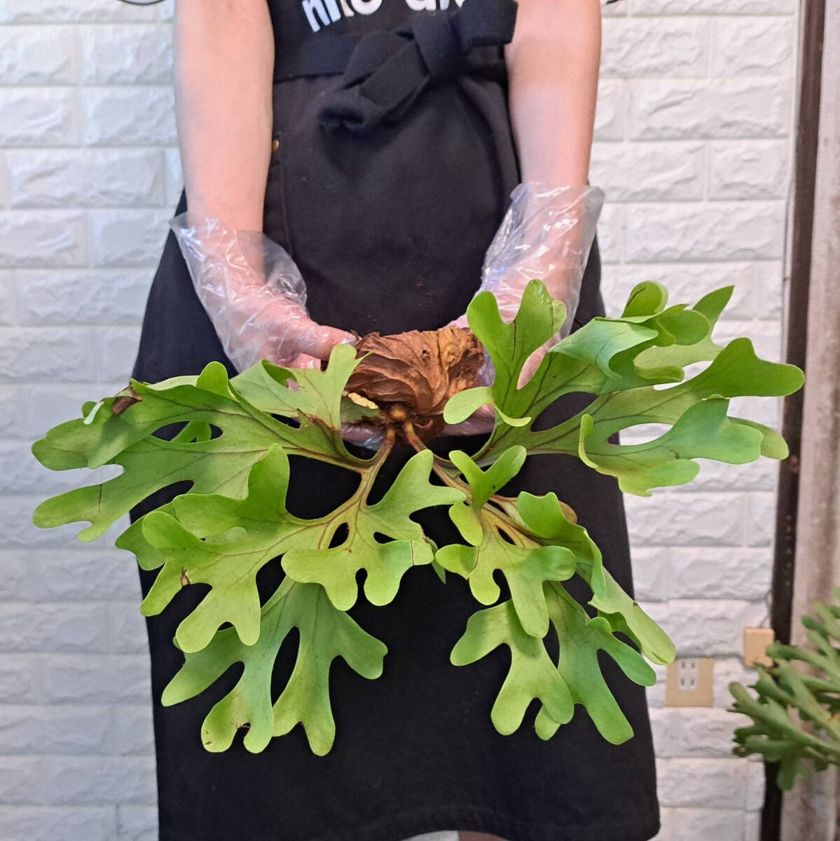 *4/27 import *134+ staghorn fern plant *Platycerium ridleyi ( pra tikeliumlido Ray )Center Borneo Wild/. angle . tooth 