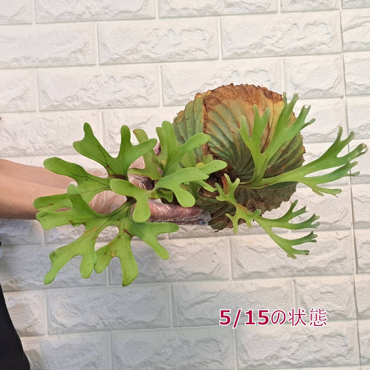 *4/27 import *126+ staghorn fern plant *Platycerium ridleyi ( pra tikeliumlido Ray )Center Borneo Wild/. angle . tooth 